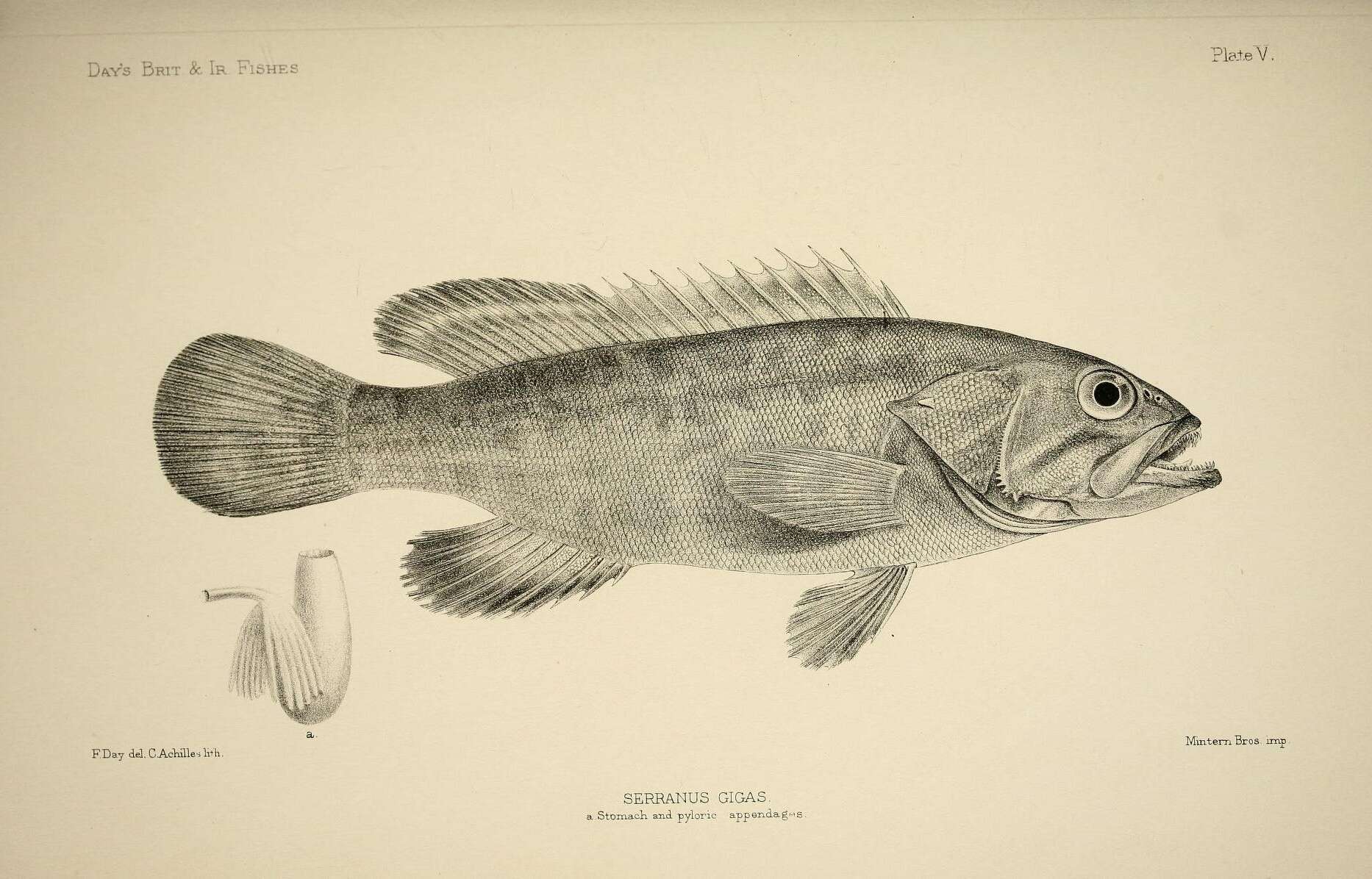 Image of Dusky Grouper