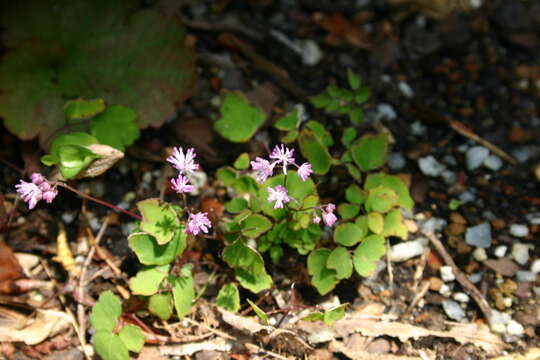 Image of <i>Thalictrum kiusianum</i>