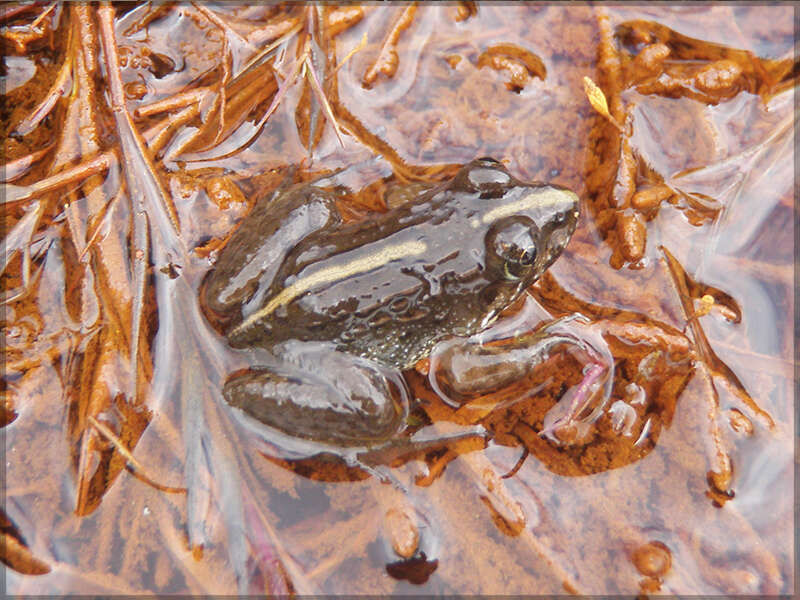 Image of Montane Frog