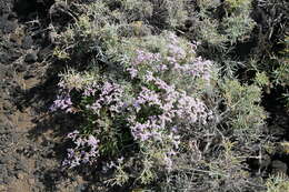 Limonium pectinatum (Ait.) Kuntze resmi