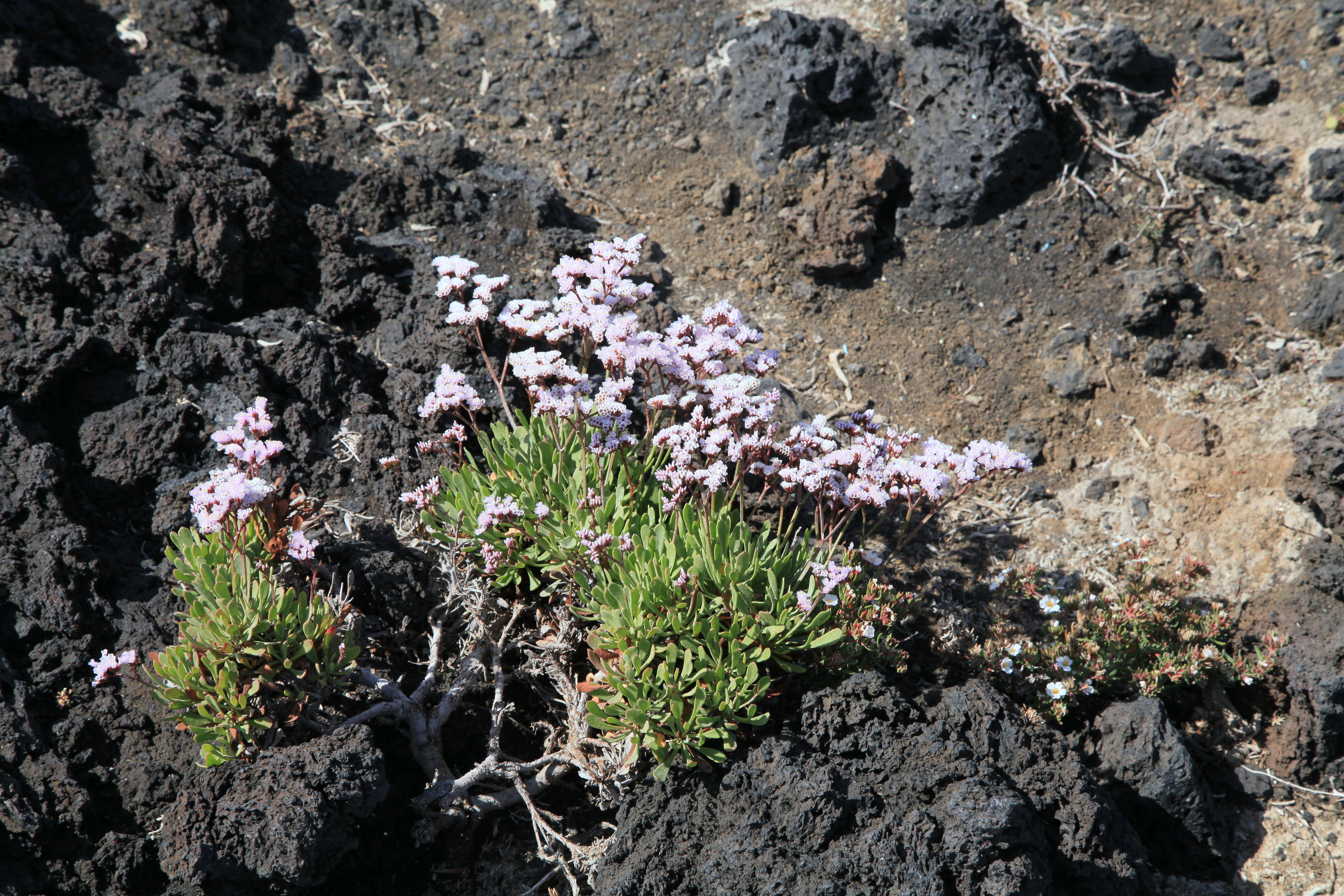 Limonium pectinatum (Ait.) Kuntze resmi