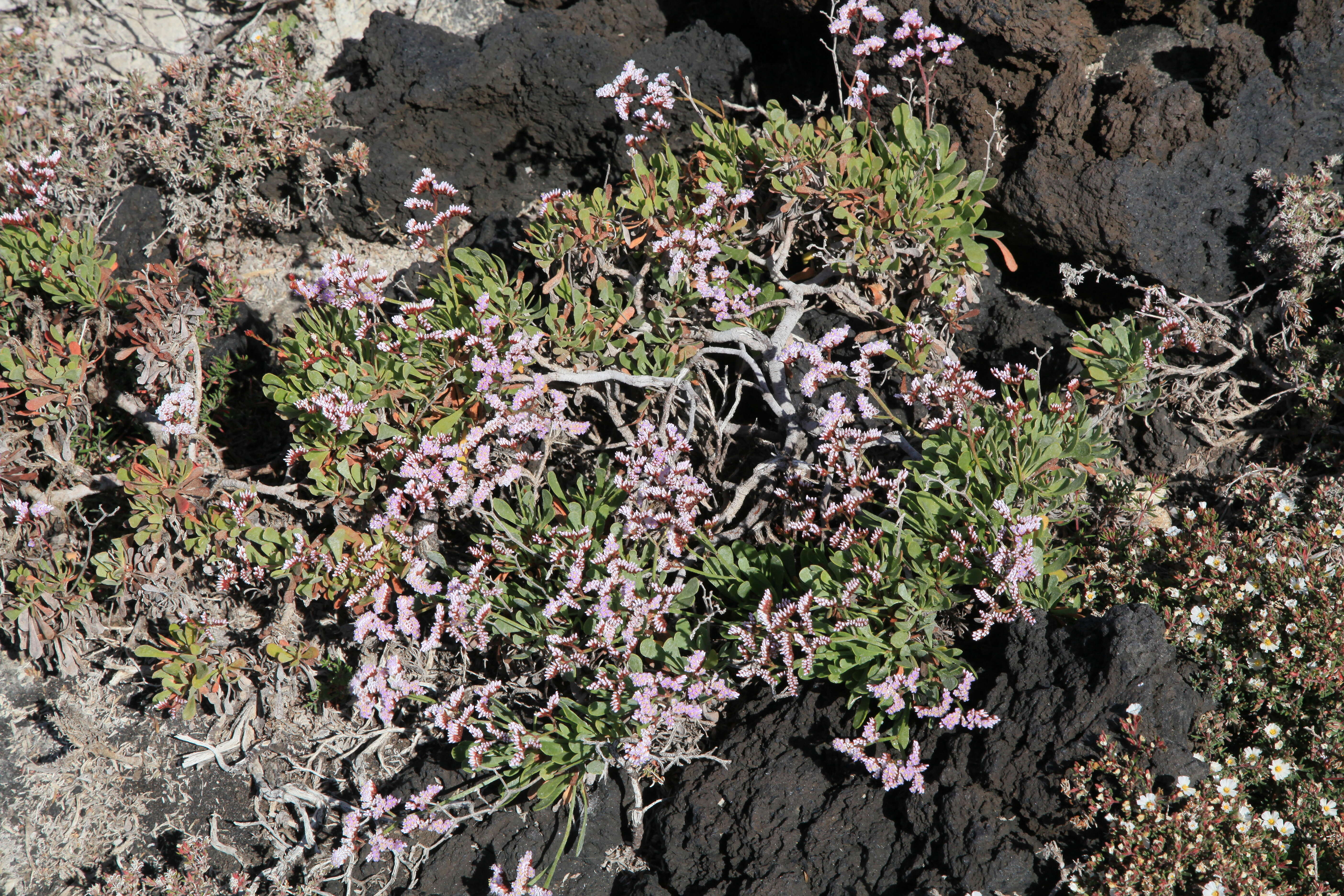 Limonium pectinatum (Ait.) Kuntze resmi