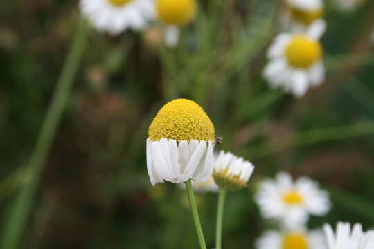 Imagem de Tripleurospermum inodorum (L.) Sch.-Bip