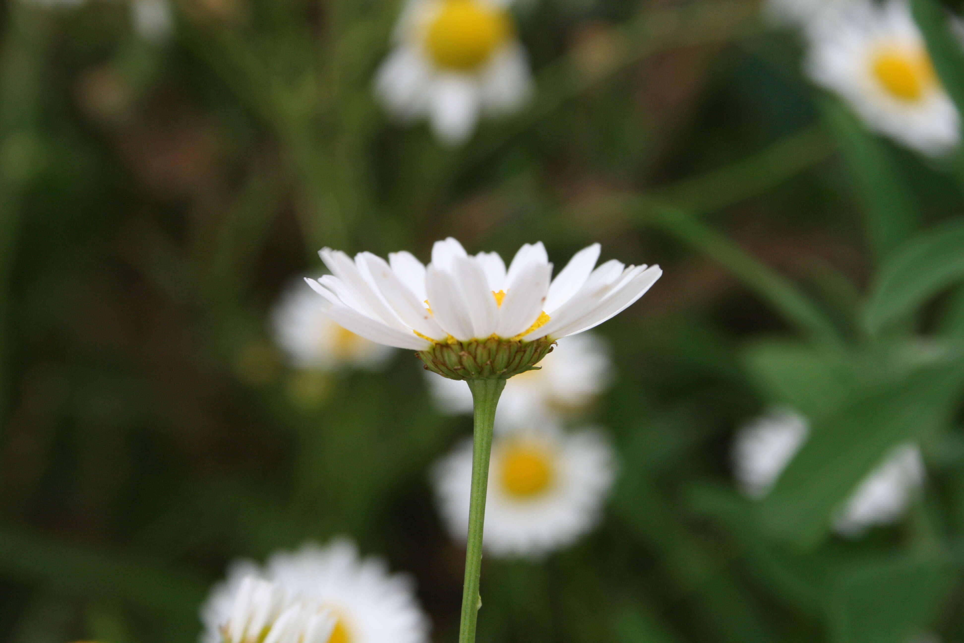 Image of scentless false mayweed