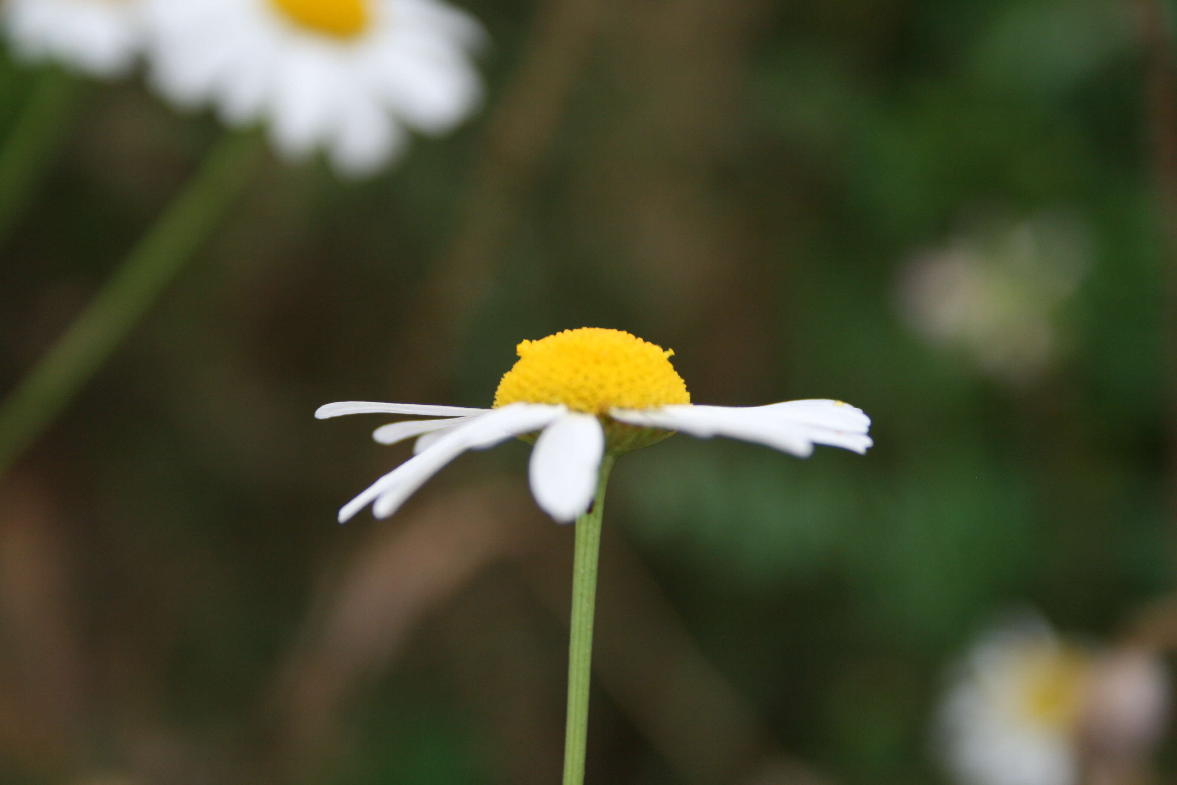 Image of scentless false mayweed