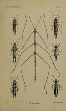 Image of Christmas Island earwig