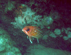 Image of Red Soldierfish