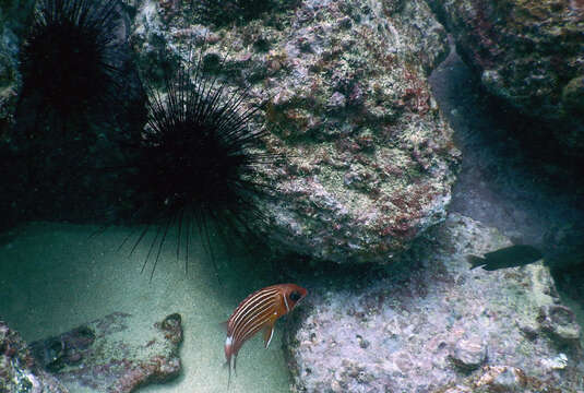 Image of Red Soldierfish