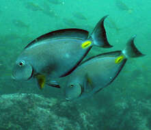 Image of Monrovia Surgeonfish