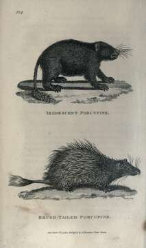 Image of Brush-tailed porcupine