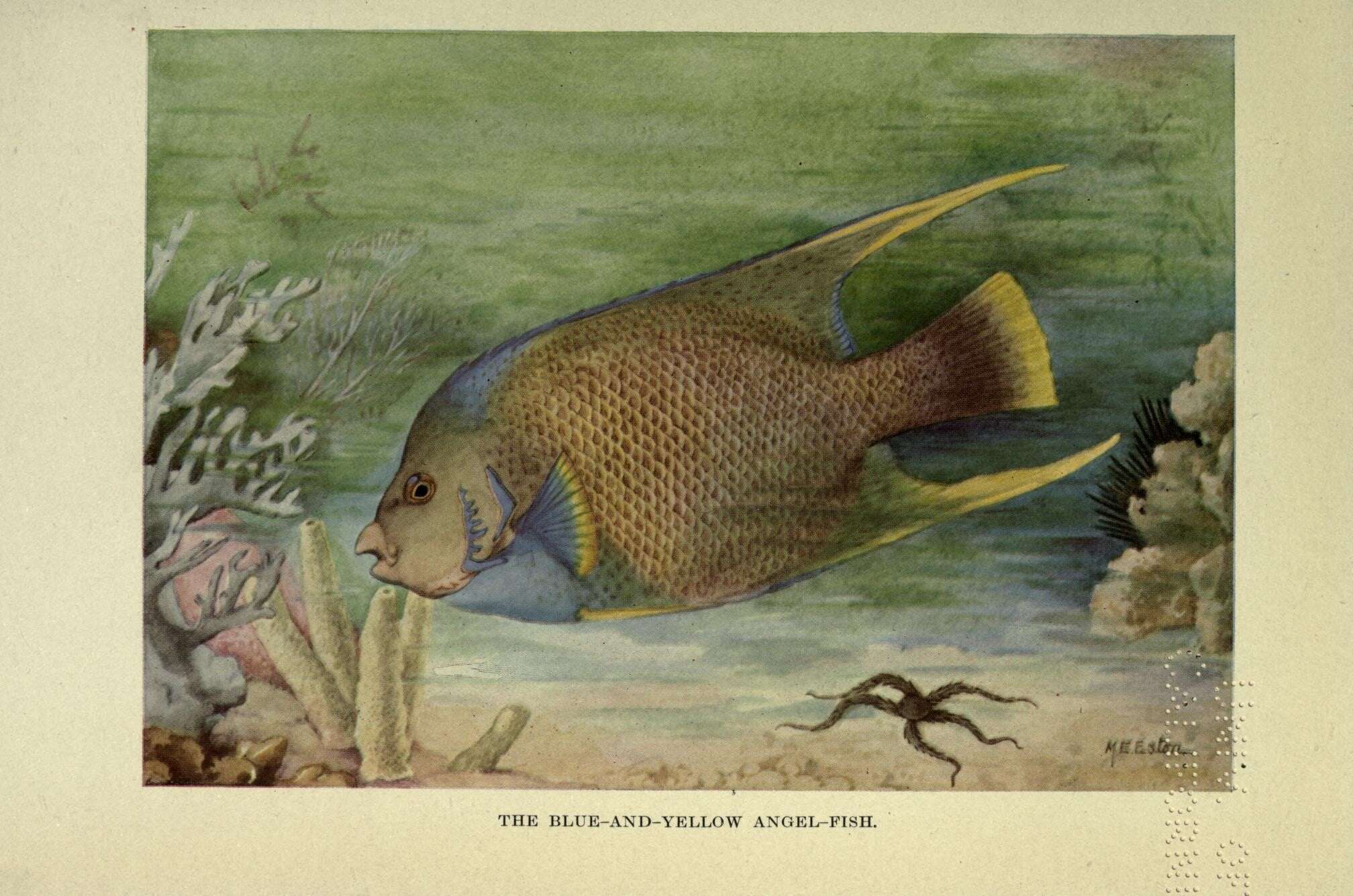 Image of Angelfish