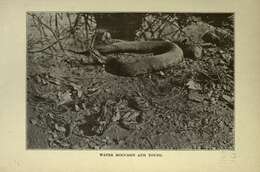 Image of Cottonmouth