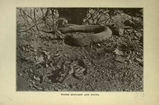 Image of Cottonmouth