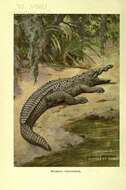 Imagem de Crocodylus acutus (Cuvier 1807)