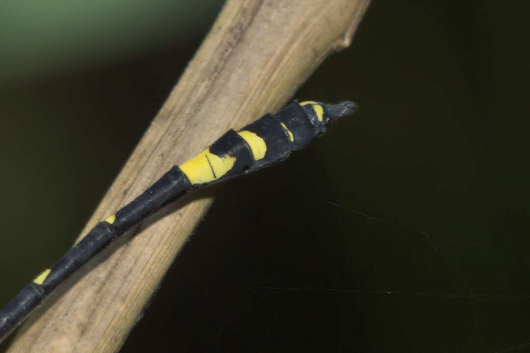 Image of Gomphidia kodaguensis Fraser 1923