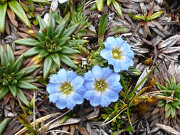 صورة Gentiana prostrata Haenke