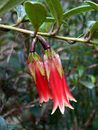 Image de Ceratostema oellgaardii J. L. Luteyn