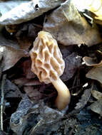 Image of Morchella diminutiva M. Kuo, Dewsbury, Moncalvo & S. L. Stephenson 2013