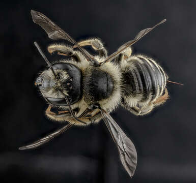 Image of Unarmed Leaf-cutter Bee