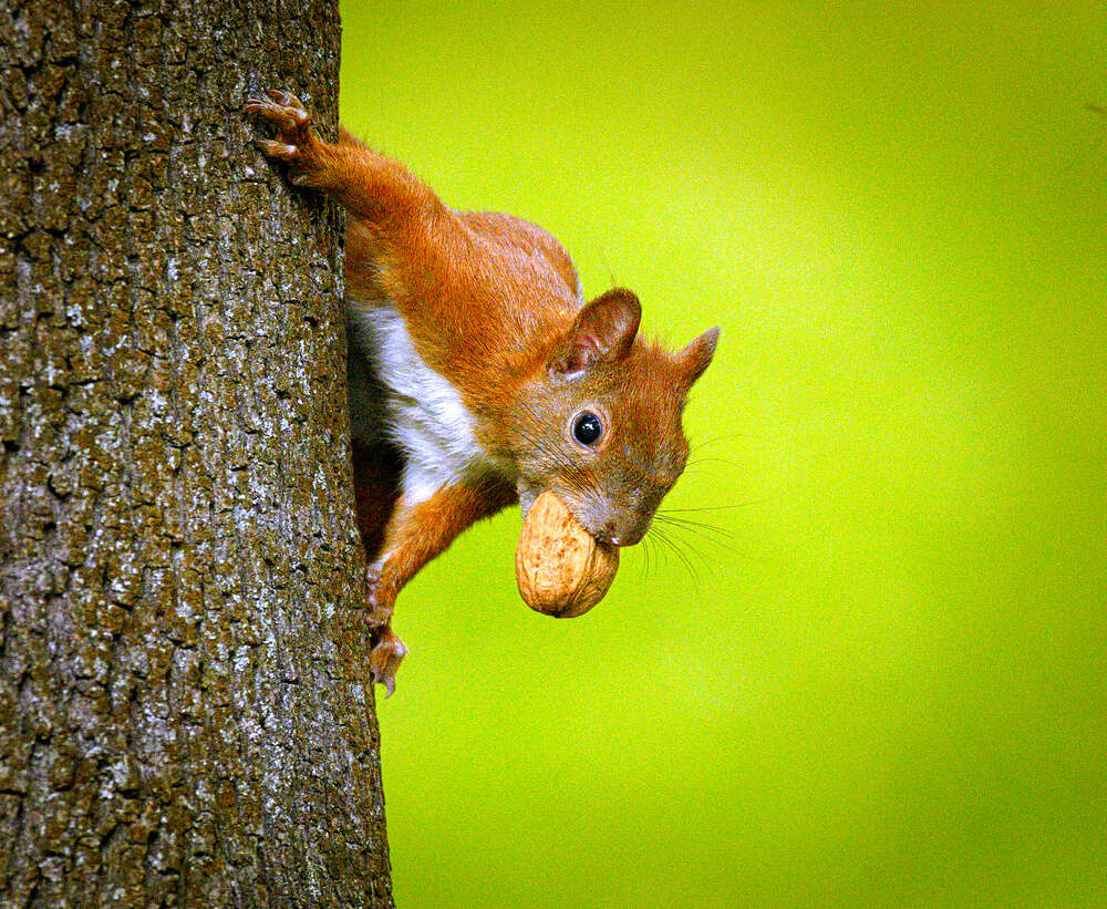 Image of Common walnut