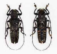 Niphona (Hamatoniphona) longicornis (Pic 1926)的图像