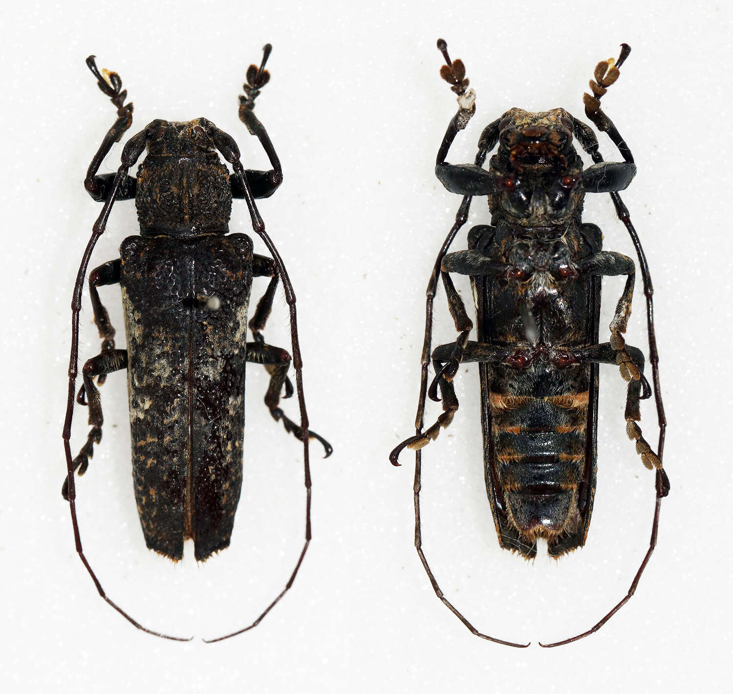 Niphona (Hamatoniphona) longicornis (Pic 1926)的图像