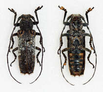 Niphona (Hamatoniphona) longicornis (Pic 1926)的图像