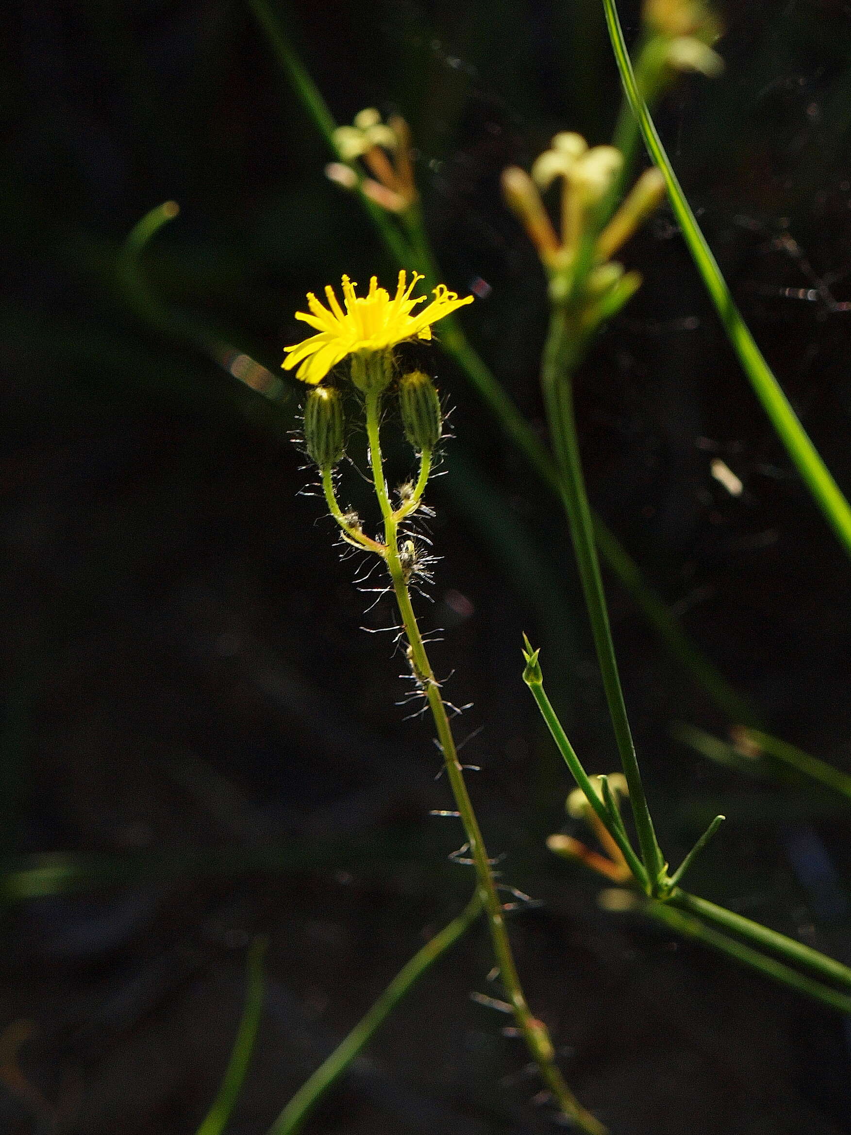 Imagem de Pilosella piloselloides (Vill.) Sojak