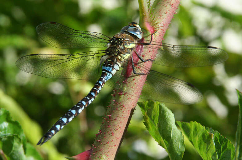 Image of hawker dragonfly