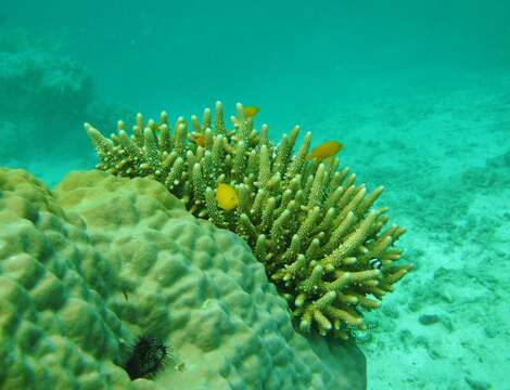 Image of Acropora samoensis (Brook 1891)