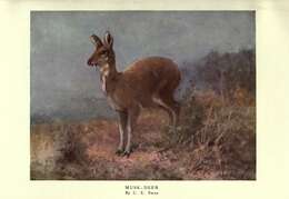 Image of musk-deer