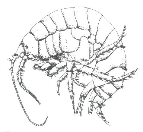 Imagem de Austrogammarus Barnard & Karaman 1983