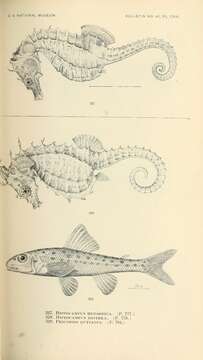 صورة Hippocampus zosterae Jordan & Gilbert 1882