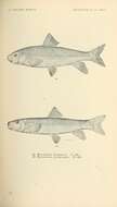 Image de Moxostoma rupiscartes Jordan & Jenkins 1889