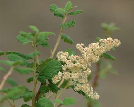 Image of rockspirea