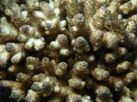 Image of Acropora samoensis (Brook 1891)