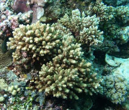 Image of Acropora samoensis (Brook 1891)