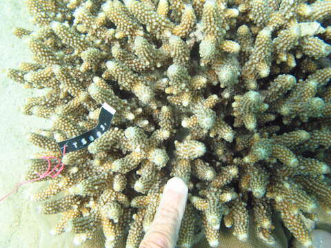 Image of Acropora samoensis (Brook 1891)