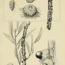 Image of Paratachardina decorella (Maskell 1893)