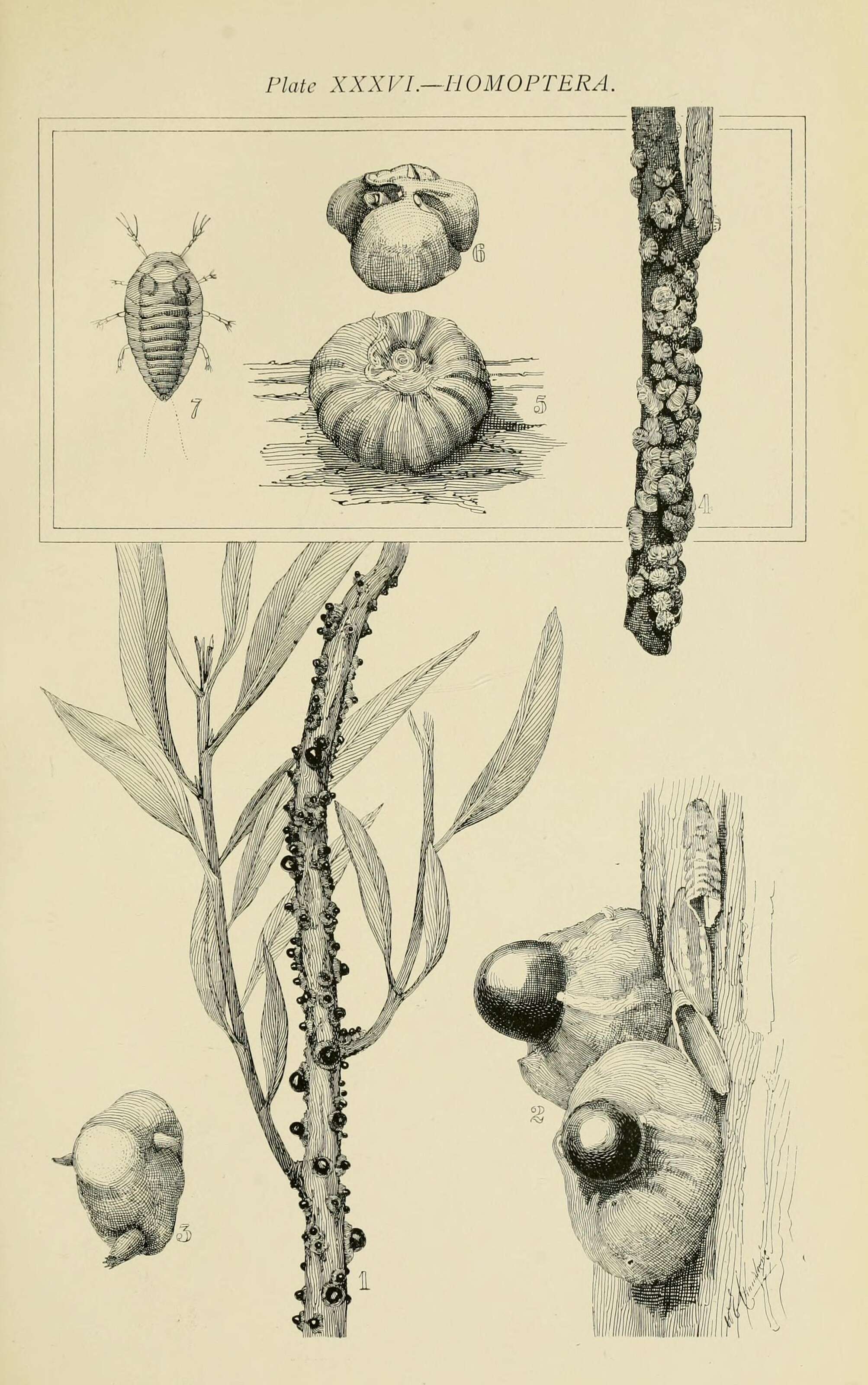 Image of Paratachardina decorella (Maskell 1893)