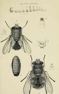 Image of Calliphora stygia (Fabricius 1781)