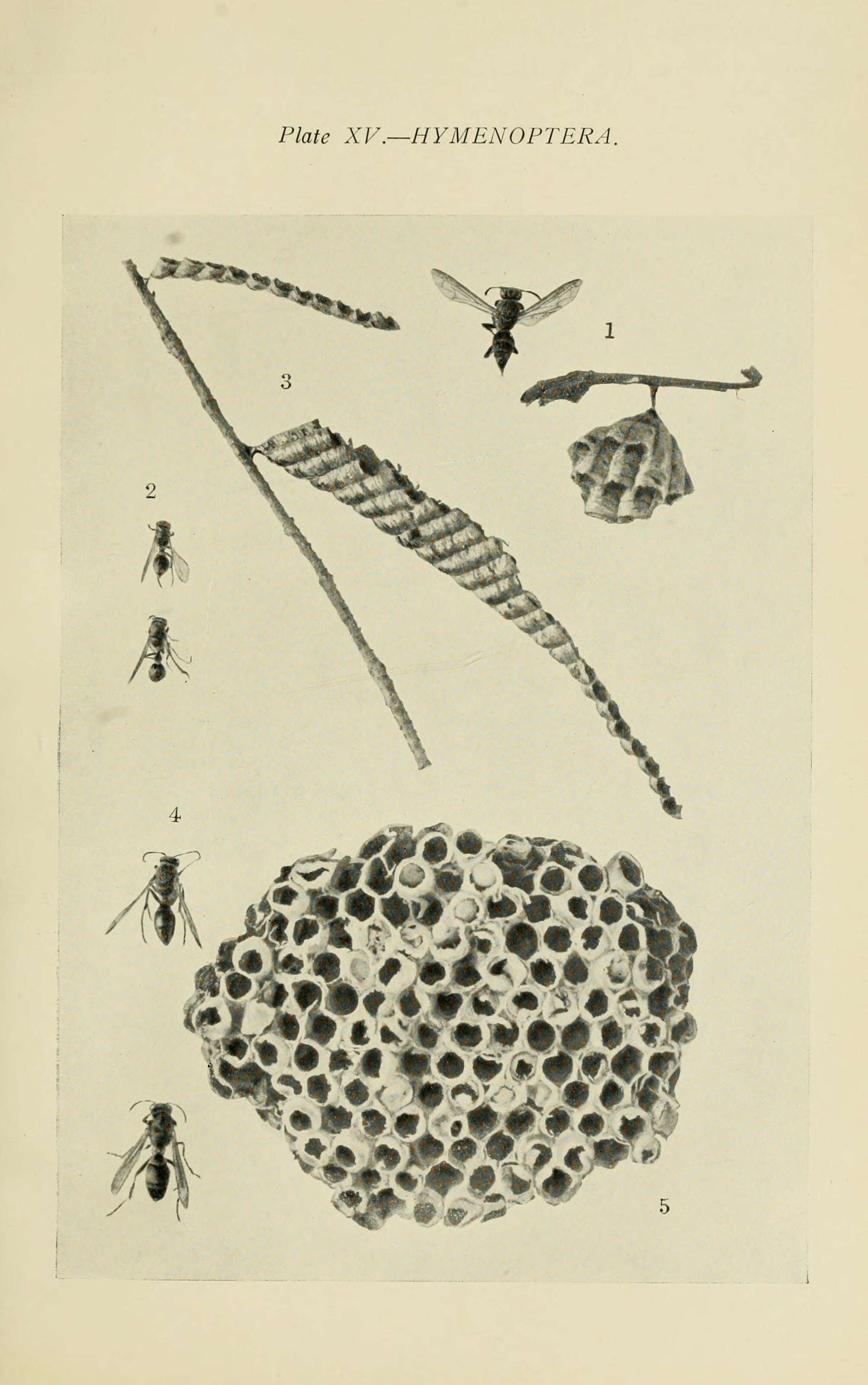 Image of Polistes humilis (Fabricius 1781)