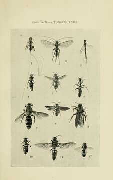 Image of Echthromorpha intricatoria (Fabricius 1804)