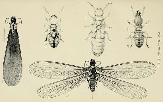 صورة Coptotermes lacteus (Froggatt 1898)