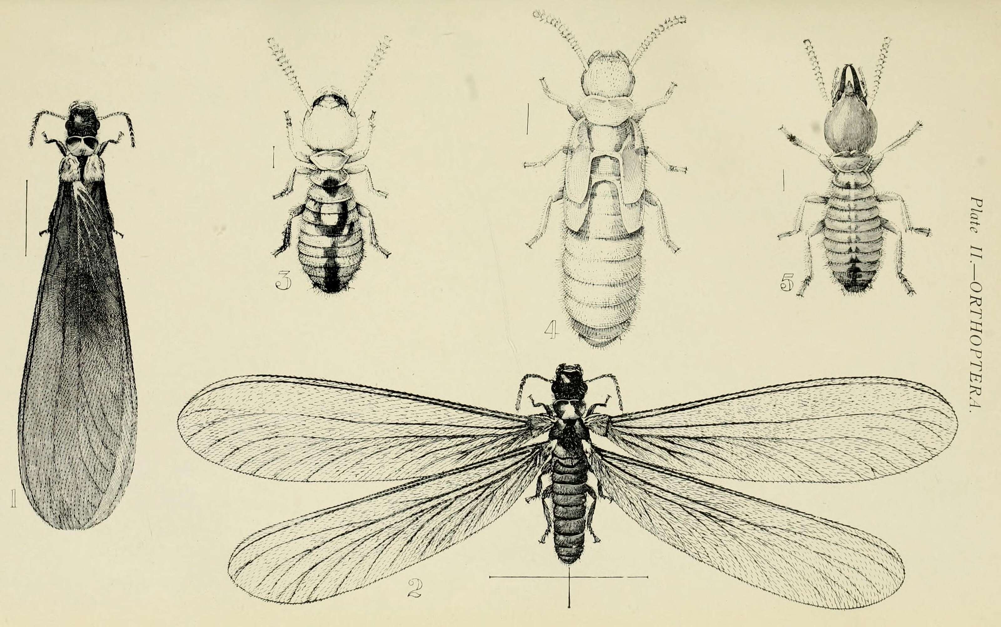 Image of Coptotermes lacteus (Froggatt 1898)