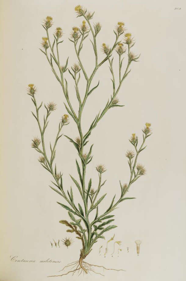 Image of Maltese star-thistle