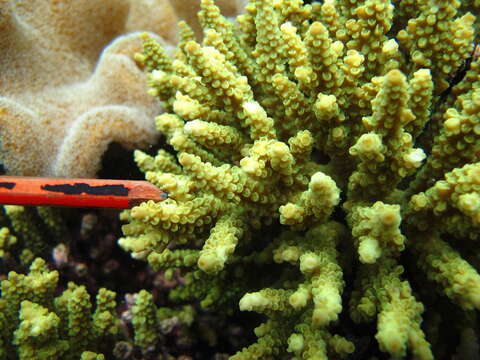 Image of Staghorn coral