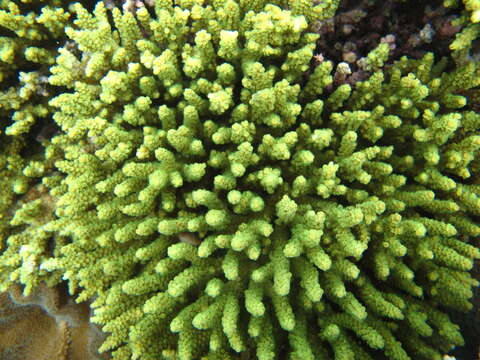 Image of Staghorn coral