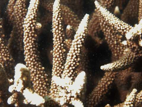 Image of Staghorn coral