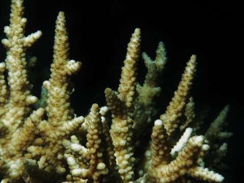 Image of Staghorn coral